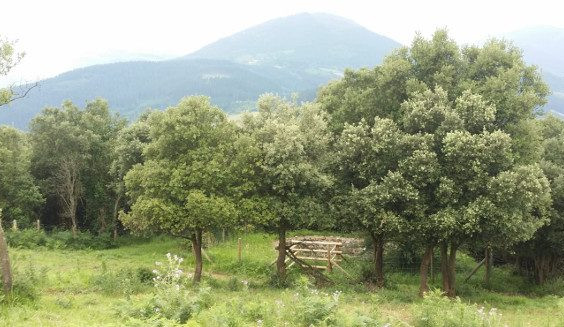 kurutzetxikiko-bira-01 kurutzetxikiko-bira-01